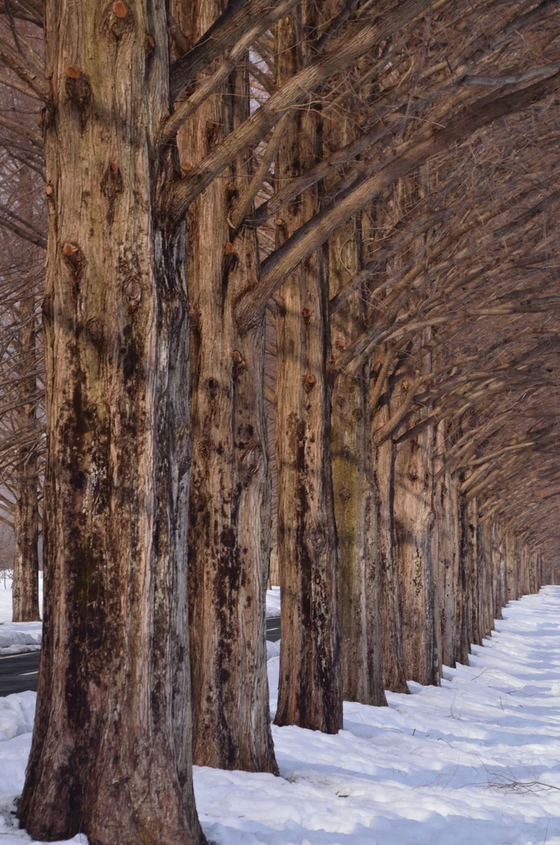 投稿写真：冬の晴間　メタセコイアの並木