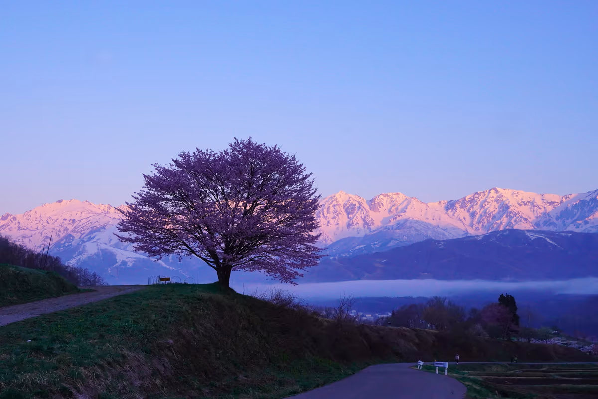 投稿写真：モルゲンロートと野平の桜