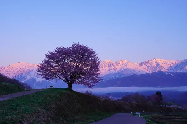 投稿：モルゲンロートと野平の桜