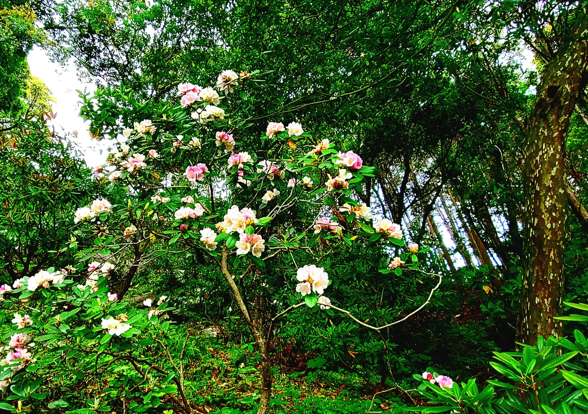 投稿写真：石楠花