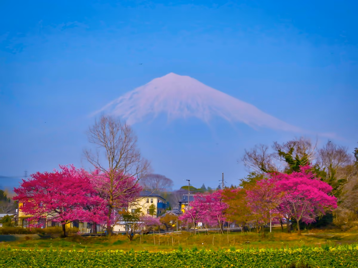 投稿写真：満開の桜と富士山