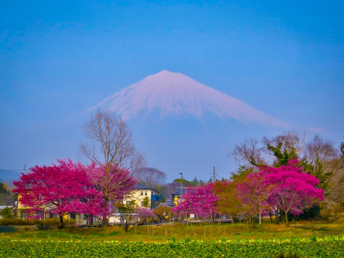投稿写真：満開の桜と富士山