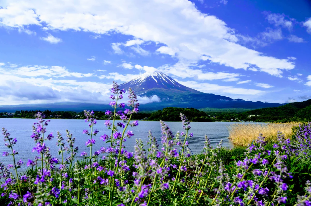 投稿写真：富士　河口湖畔にて