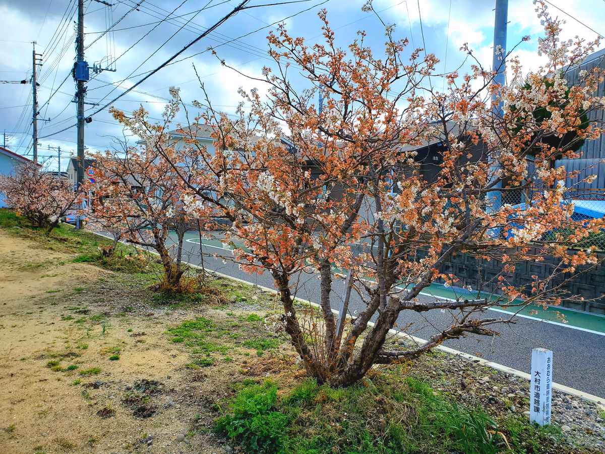 投稿写真：低木の並木