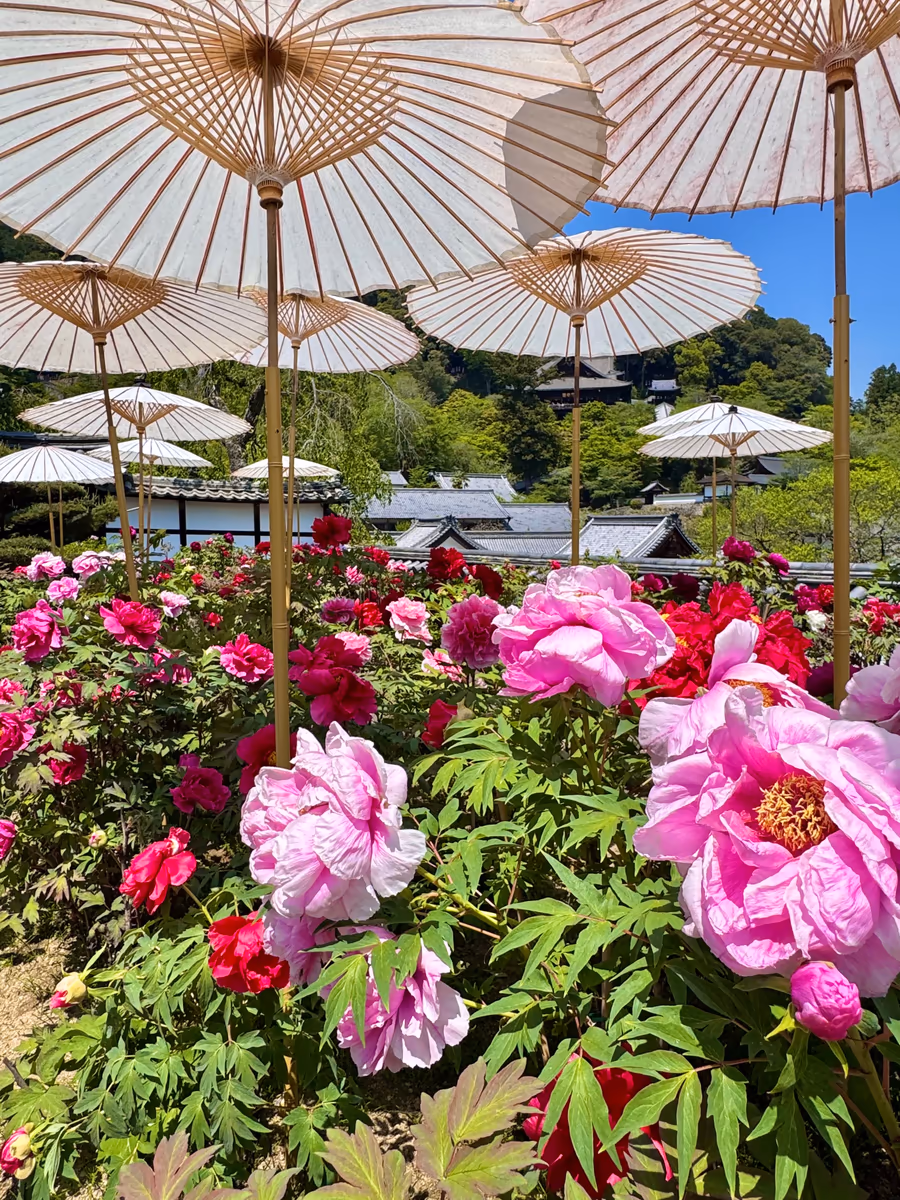 投稿写真：牡丹満開 花の御寺 長谷寺