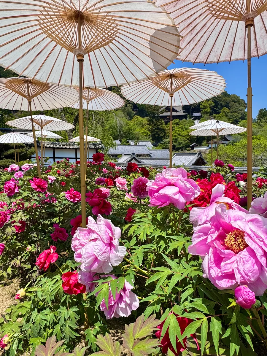 投稿写真：牡丹満開 花の御寺 長谷寺