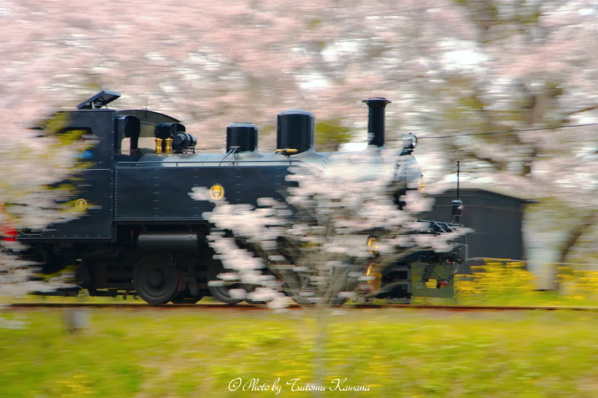 投稿写真：♪春色の機関車に乗って～♪