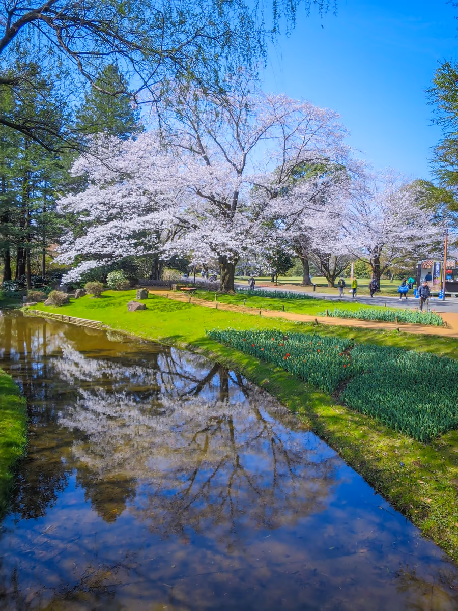 投稿写真：桜リフレクション
