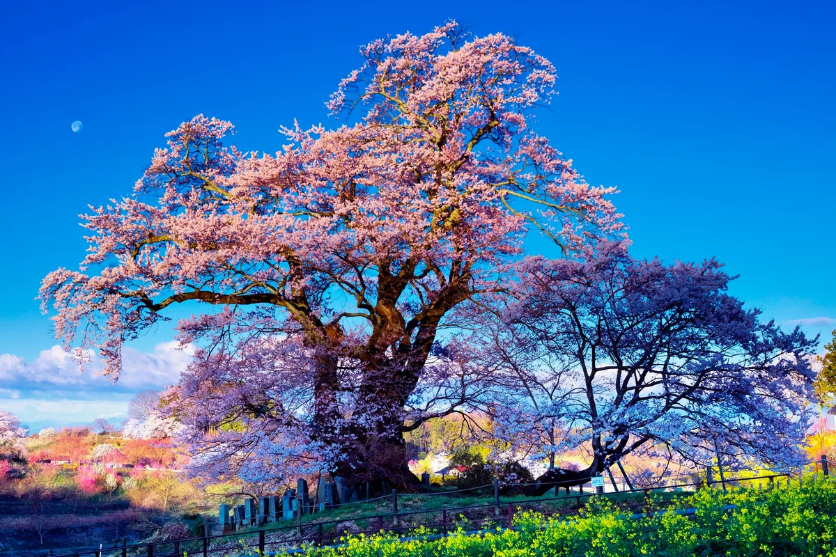 投稿写真：夜明け