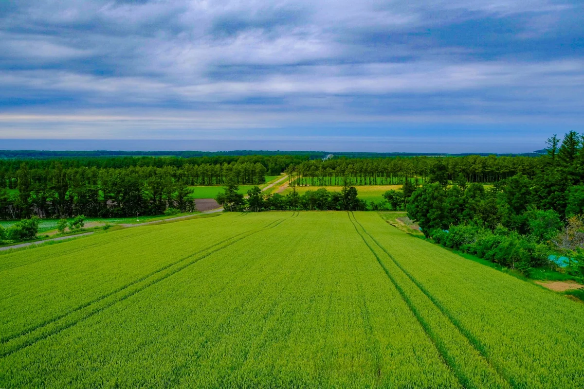 投稿写真：海へ続く道