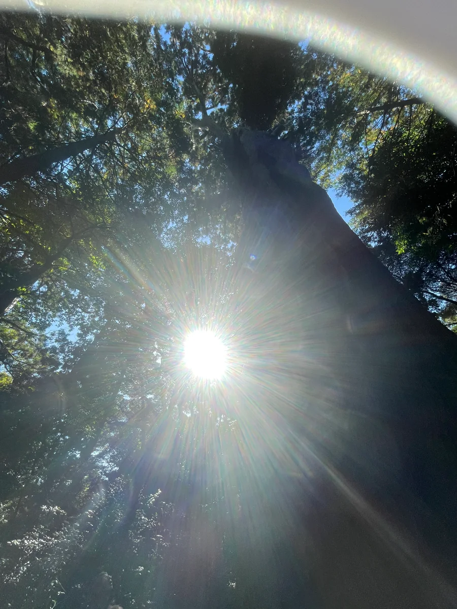 投稿写真：樹齢１３００年の光の御神木