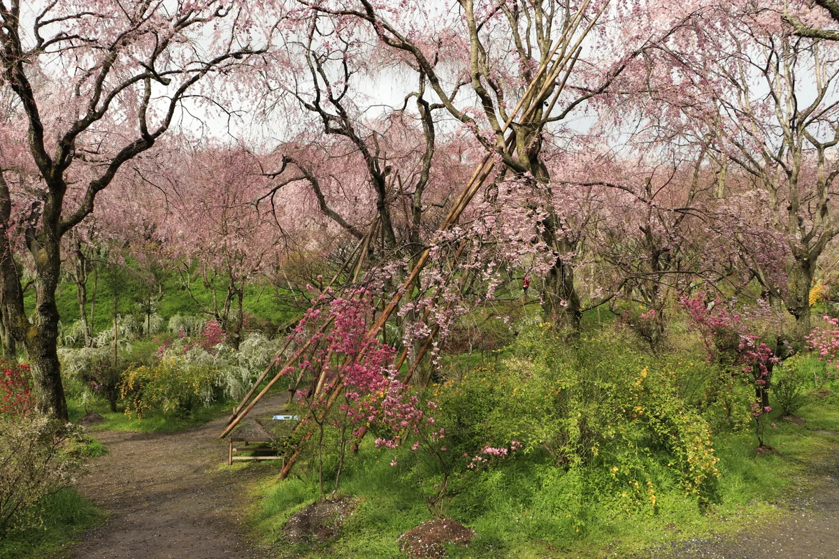投稿写真：原谷苑春の競演