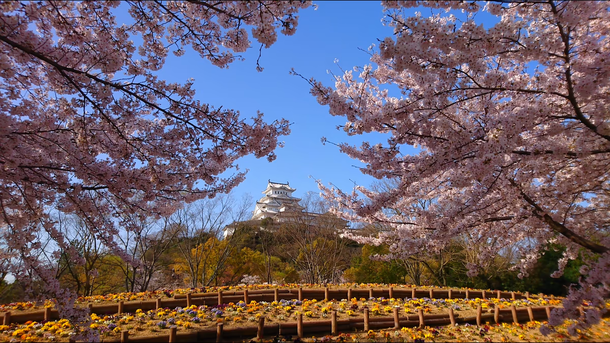投稿写真：お花に囲まれる白鷺城