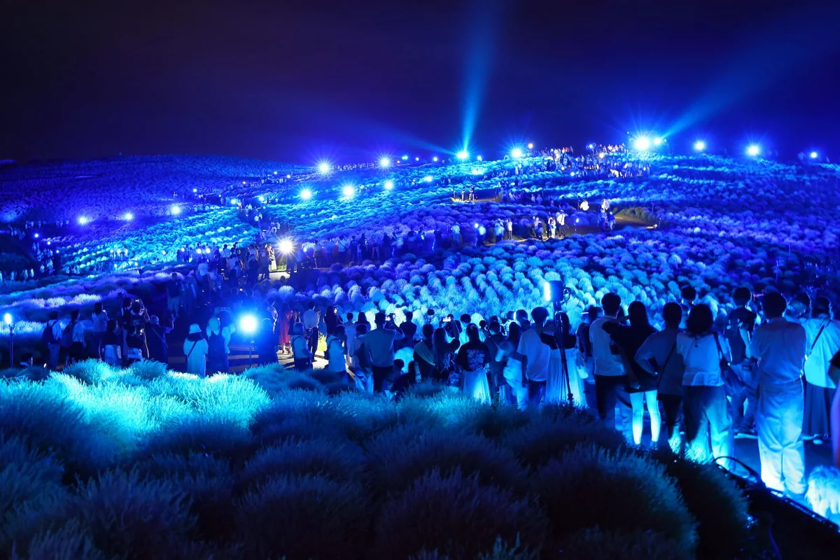 投稿写真：青いコキア畑