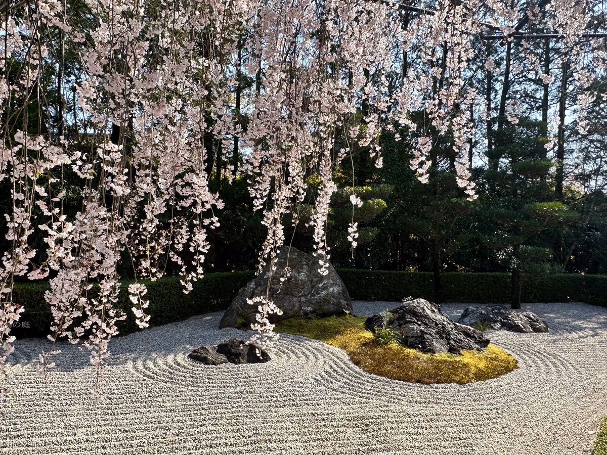 投稿写真：紅しだれ桜と陰陽の庭