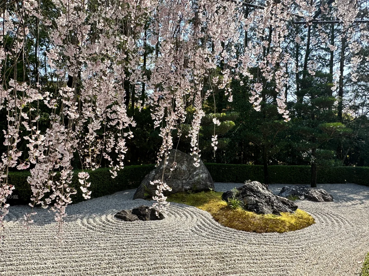 投稿写真：紅しだれ桜と陰陽の庭