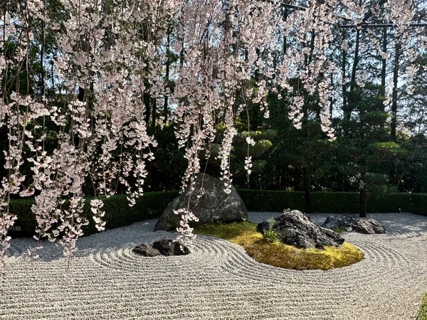 投稿：紅しだれ桜と陰陽の庭