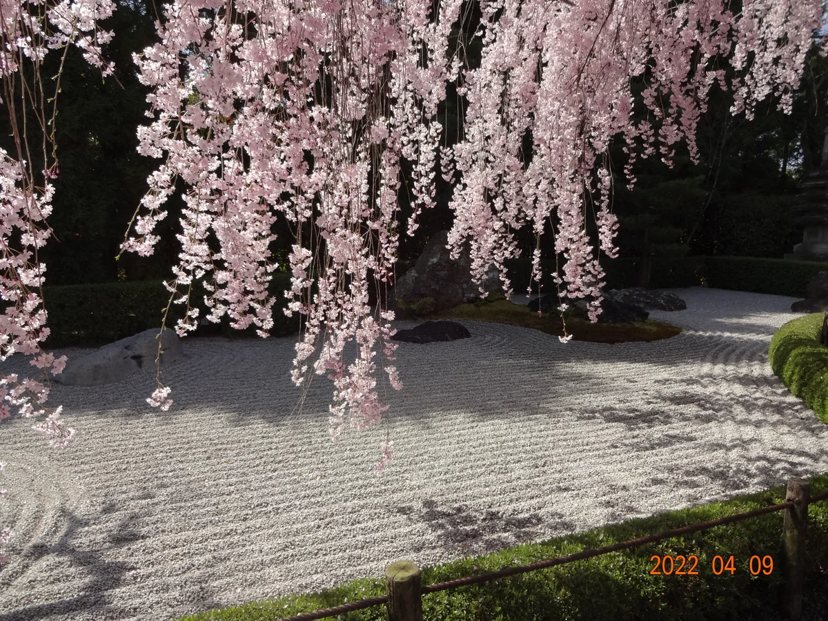 投稿写真：枝垂れ桜と枯山水