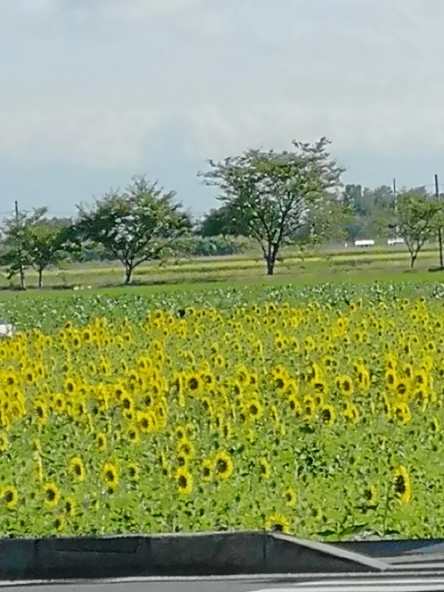 投稿写真：近江八幡