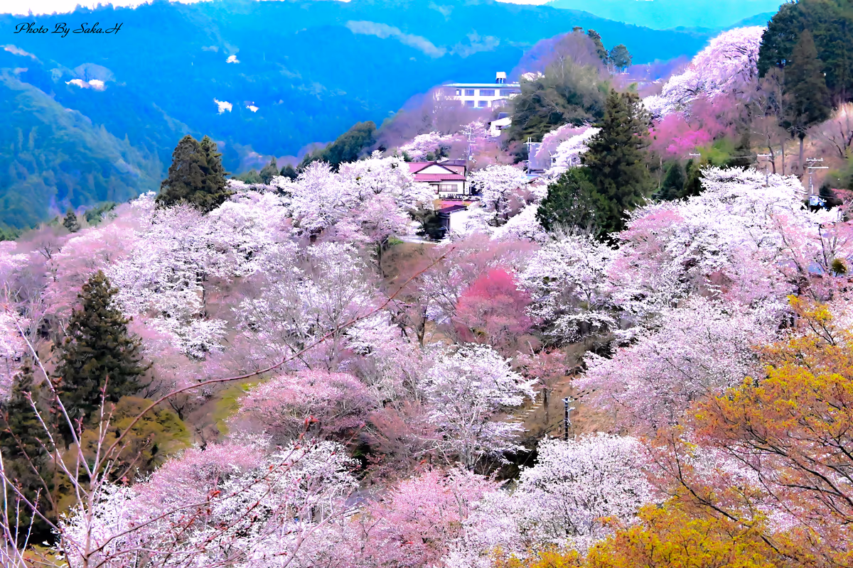 投稿写真：春爛漫