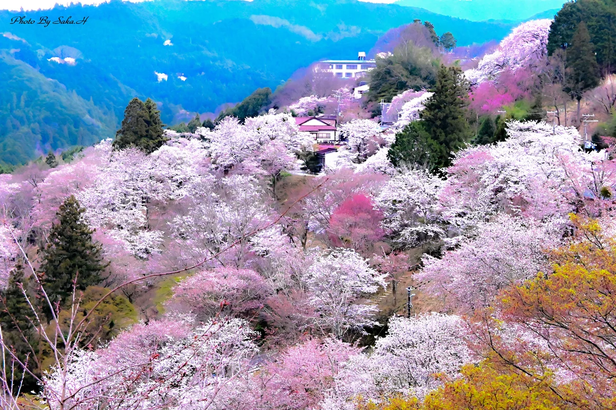 投稿写真：春爛漫