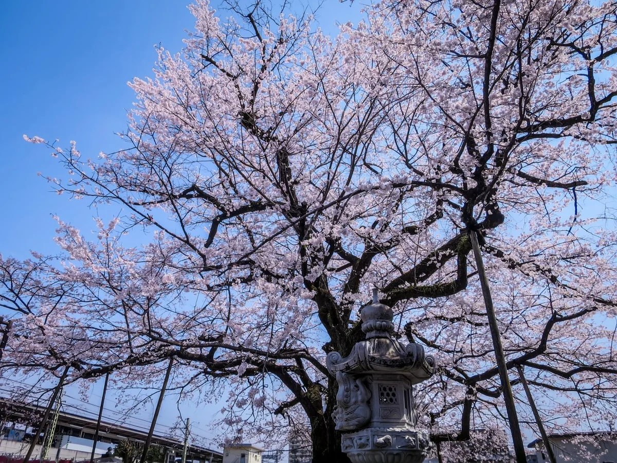 投稿写真：樹齢200年の江戸彼岸桜