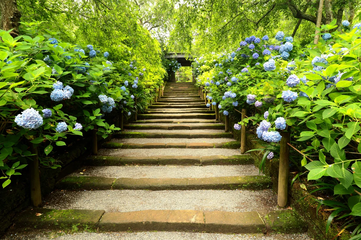 投稿写真：レイニーブルー