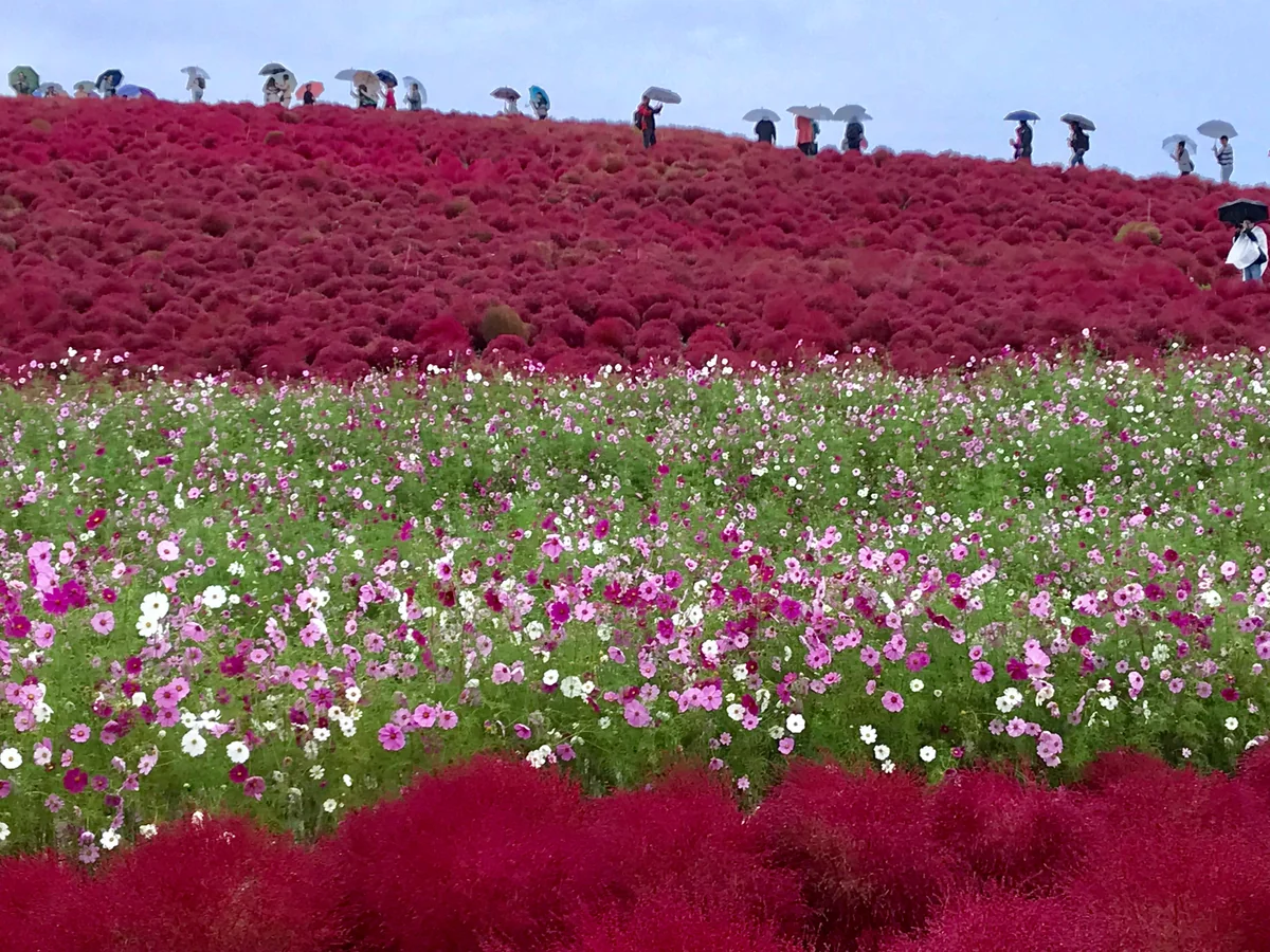 投稿写真：雨の中、見頃を逃してなるものかと❣️