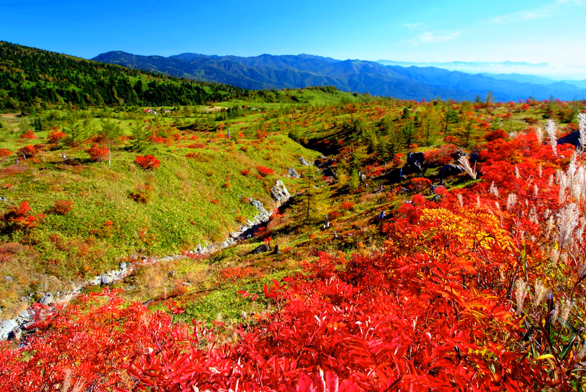 投稿写真：秋、芳が平へ