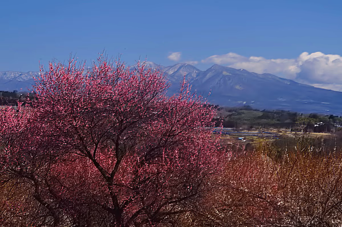 投稿写真：赤城山と紅梅