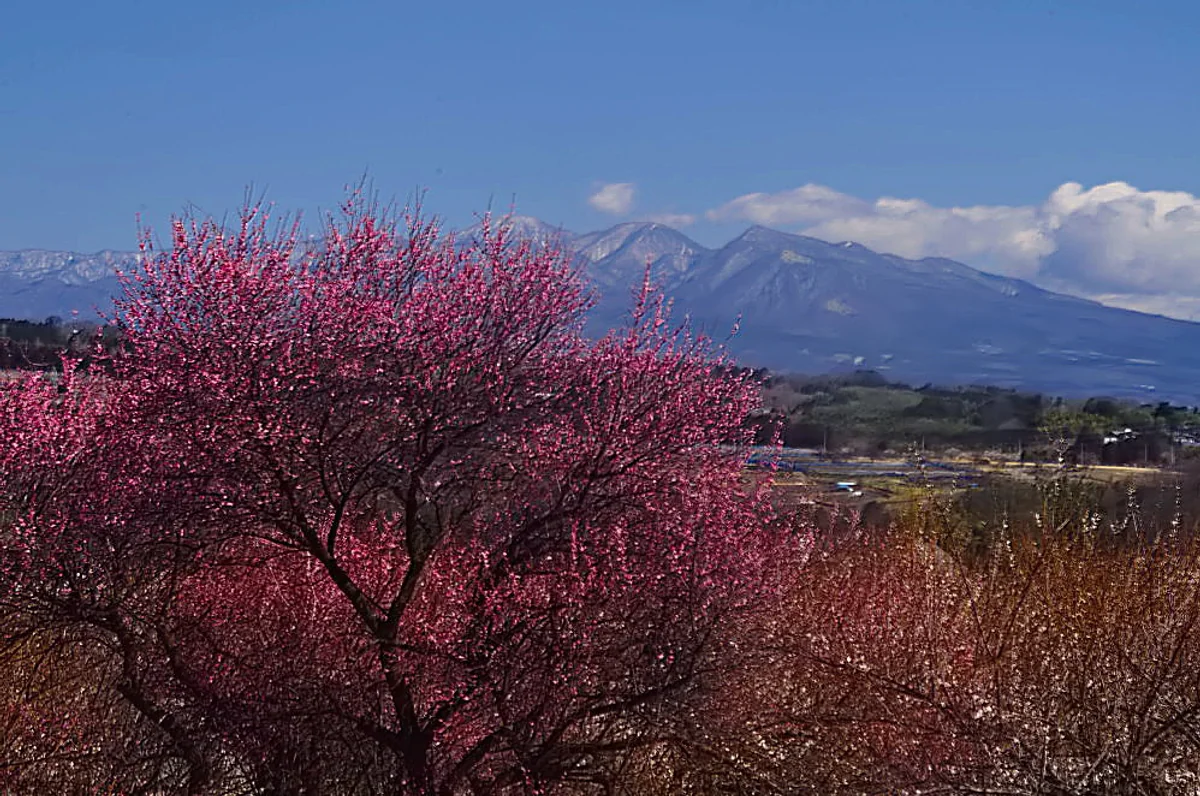 投稿写真：赤城山と紅梅