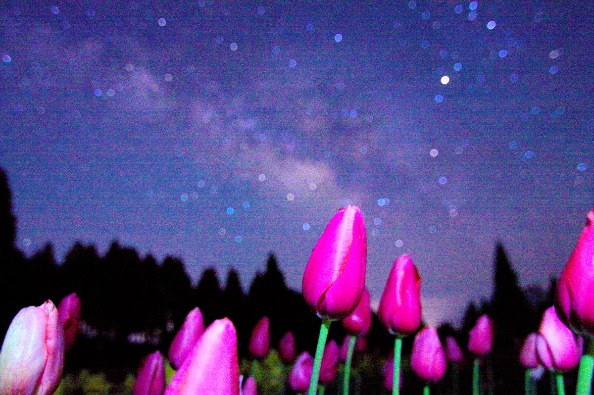 投稿写真：チューリップ畑