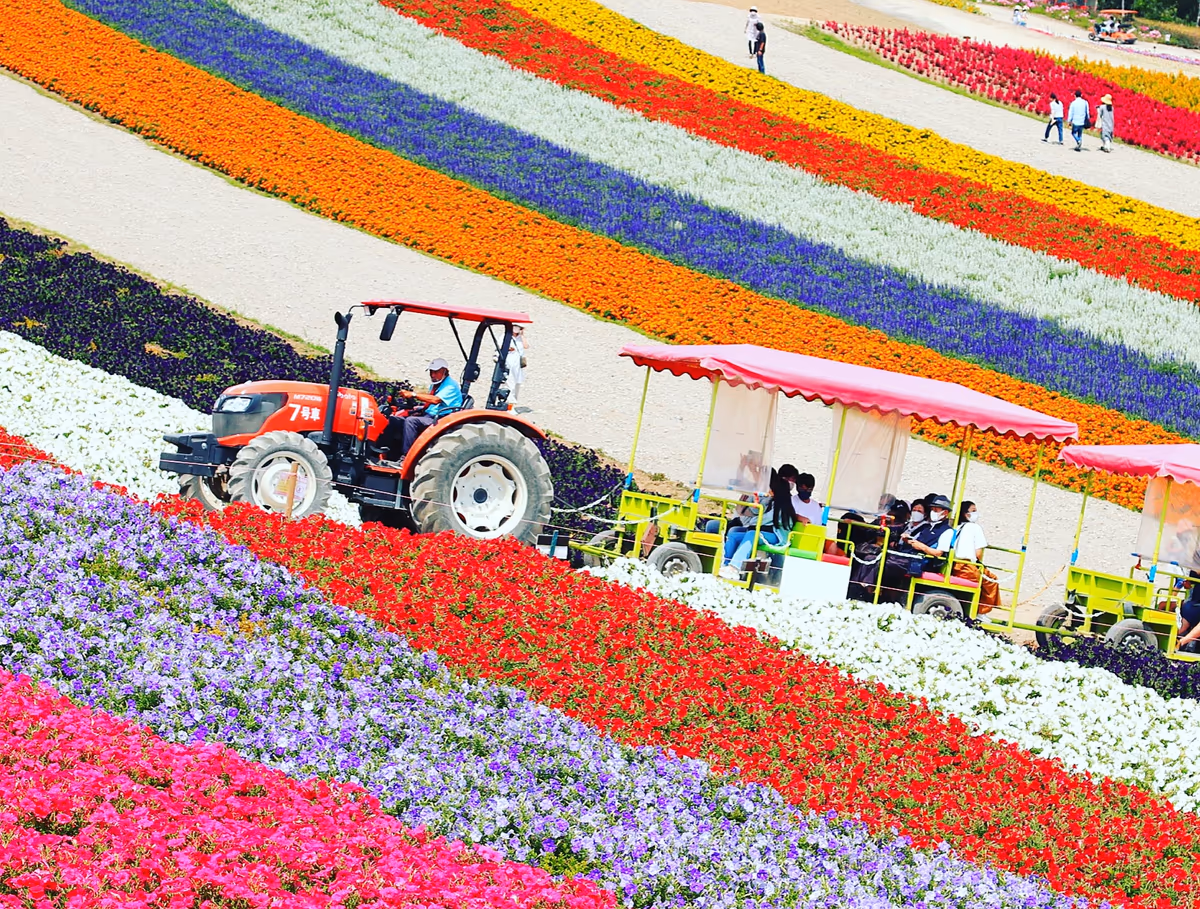 投稿写真：夏