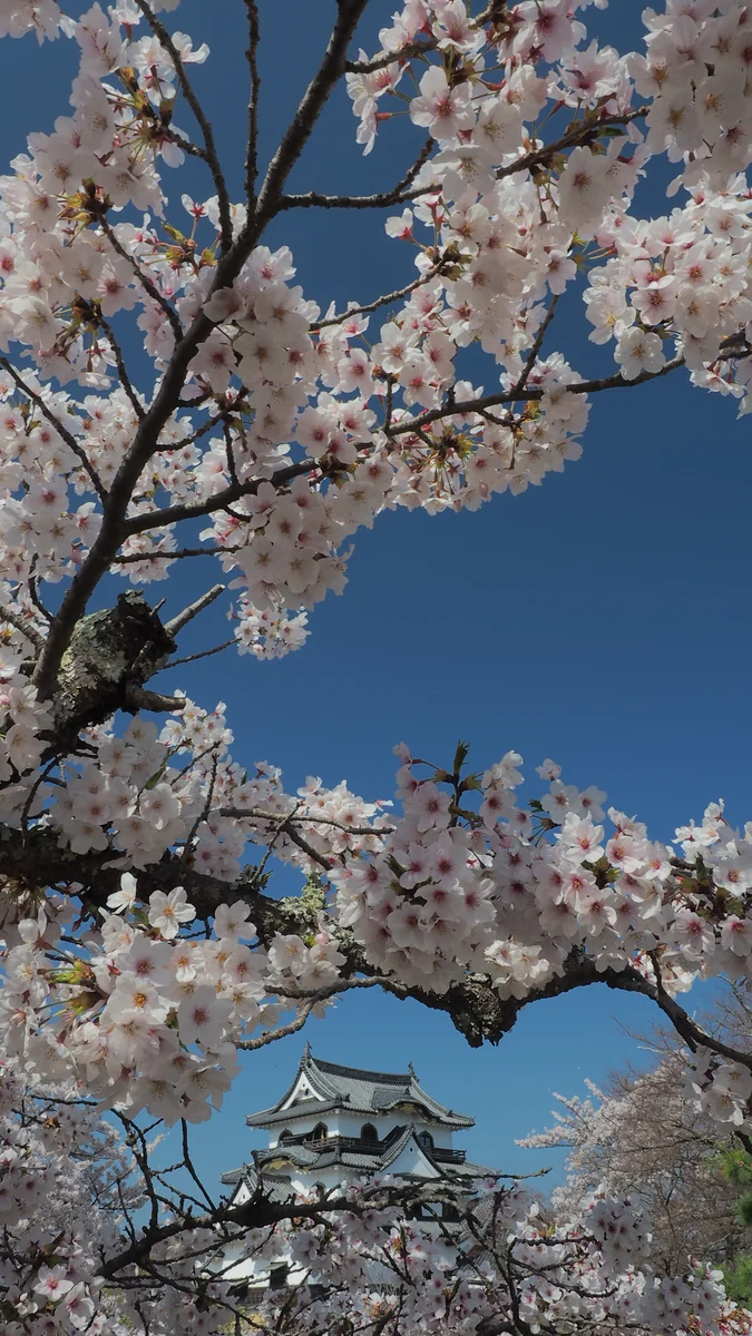 投稿写真：彦根城　桜