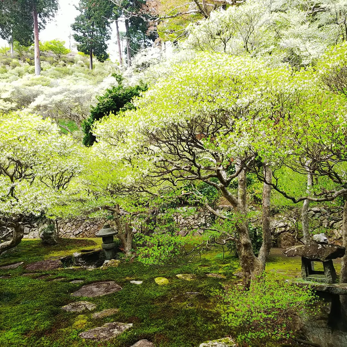 投稿写真：ドウダンツツジの寺