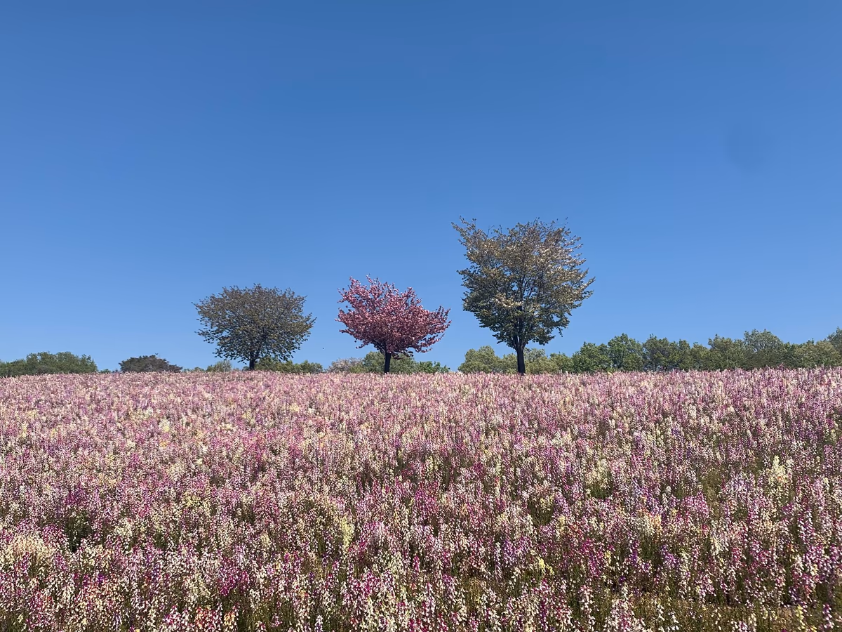 投稿写真：八王子山公園
