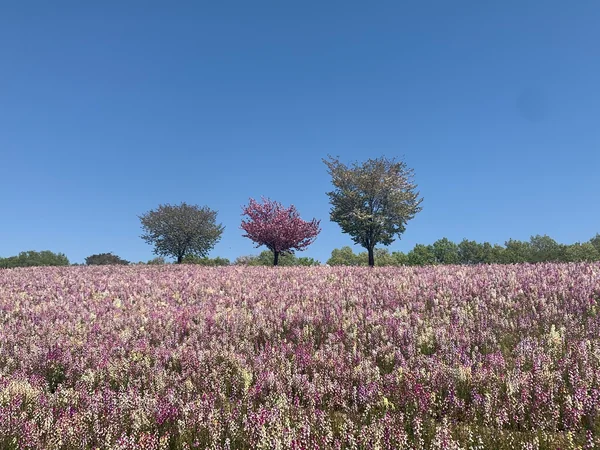 投稿：八王子山公園