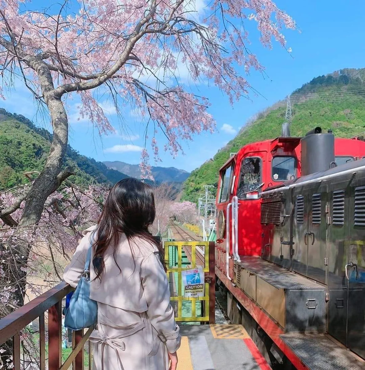 投稿写真：枝垂れ桜満開の嵯峨野トロッコ列車