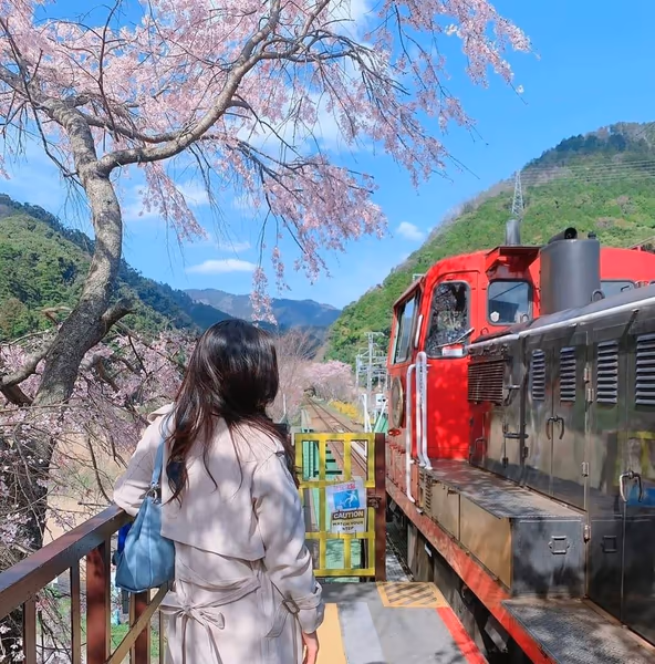 投稿：枝垂れ桜満開の嵯峨野トロッコ列車