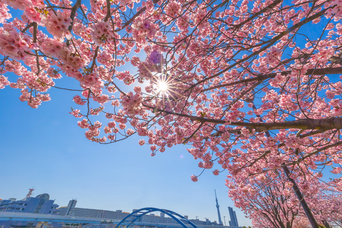 投稿写真：陽光とスカイツリーと水神大橋