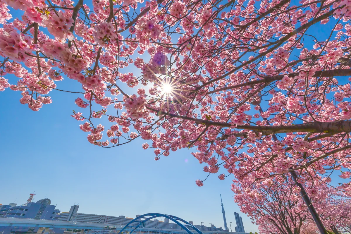 投稿写真：陽光とスカイツリーと水神大橋