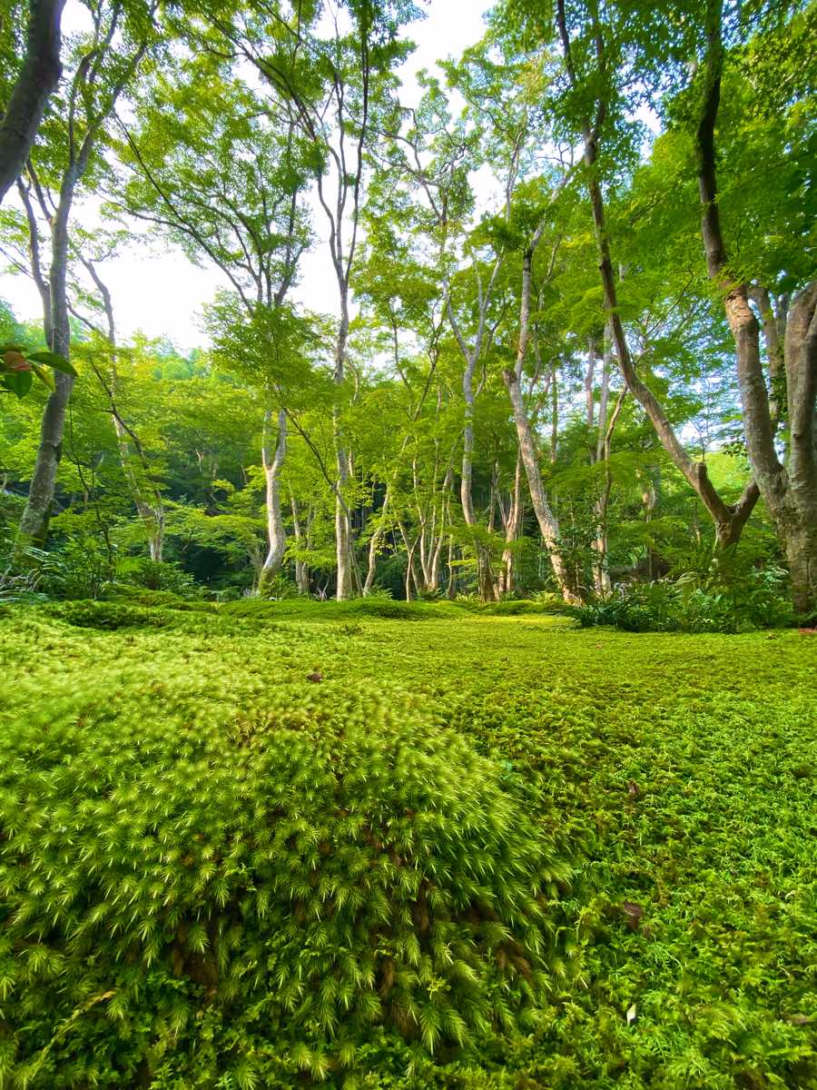 投稿写真：青紅葉と苔が織りなす万緑の世界