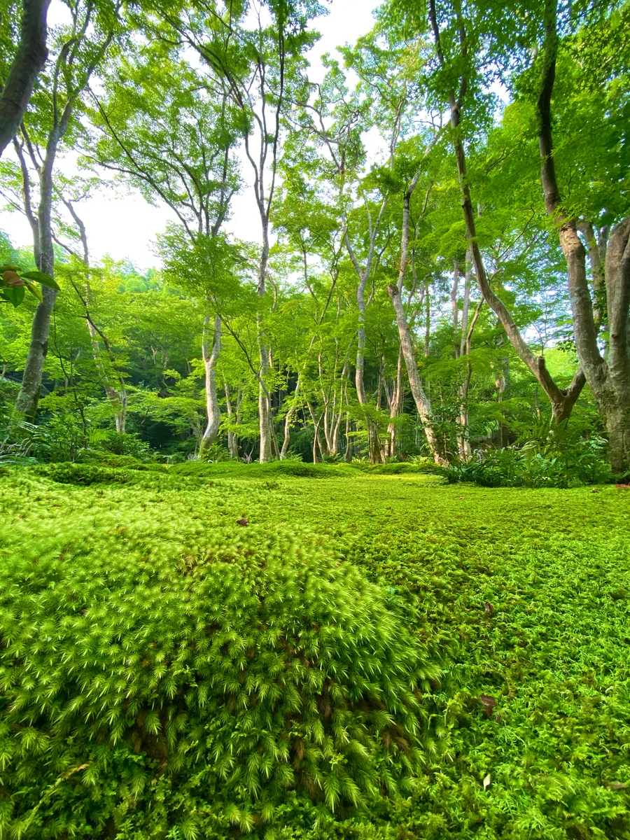 投稿写真：青紅葉と苔が織りなす万緑の世界