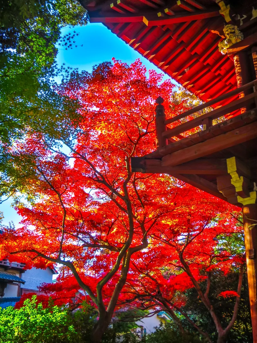 投稿写真：色鮮やかなモミジの紅葉