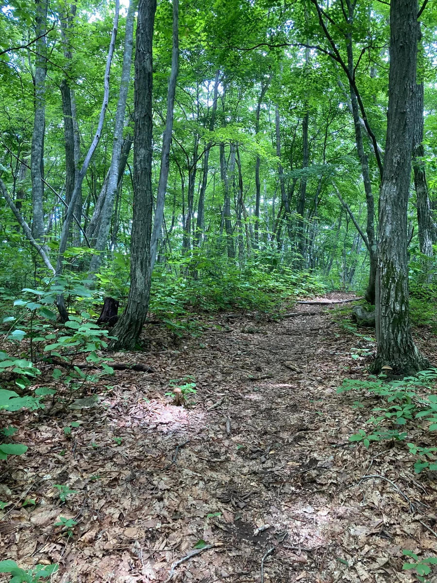 投稿写真：三ノ塔