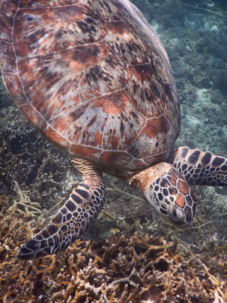 投稿写真：ウミガメと泳ぐ