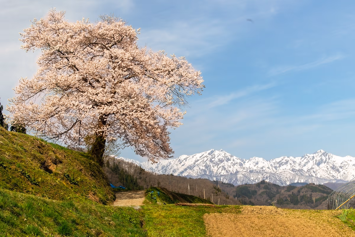 投稿写真：独り占め