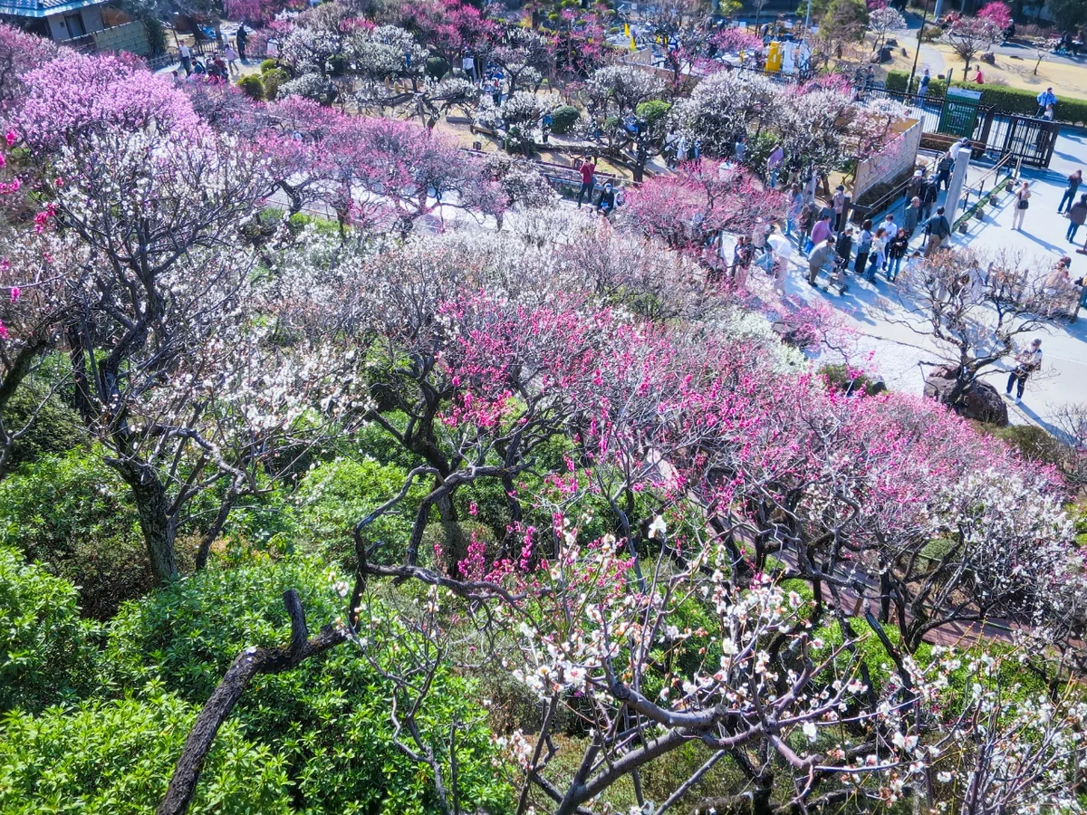 投稿写真：斜面一面の紅白梅④