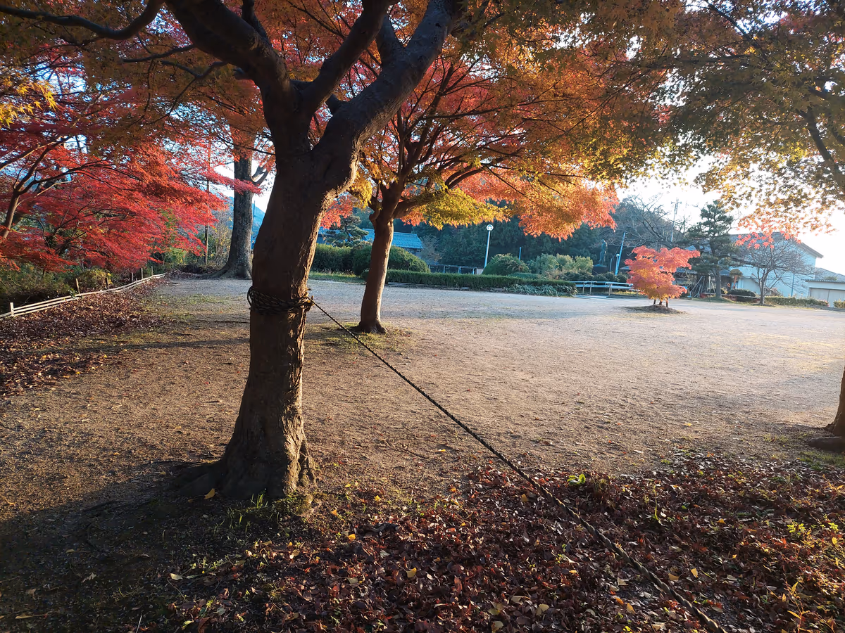 投稿写真：夕暮れの紅葉