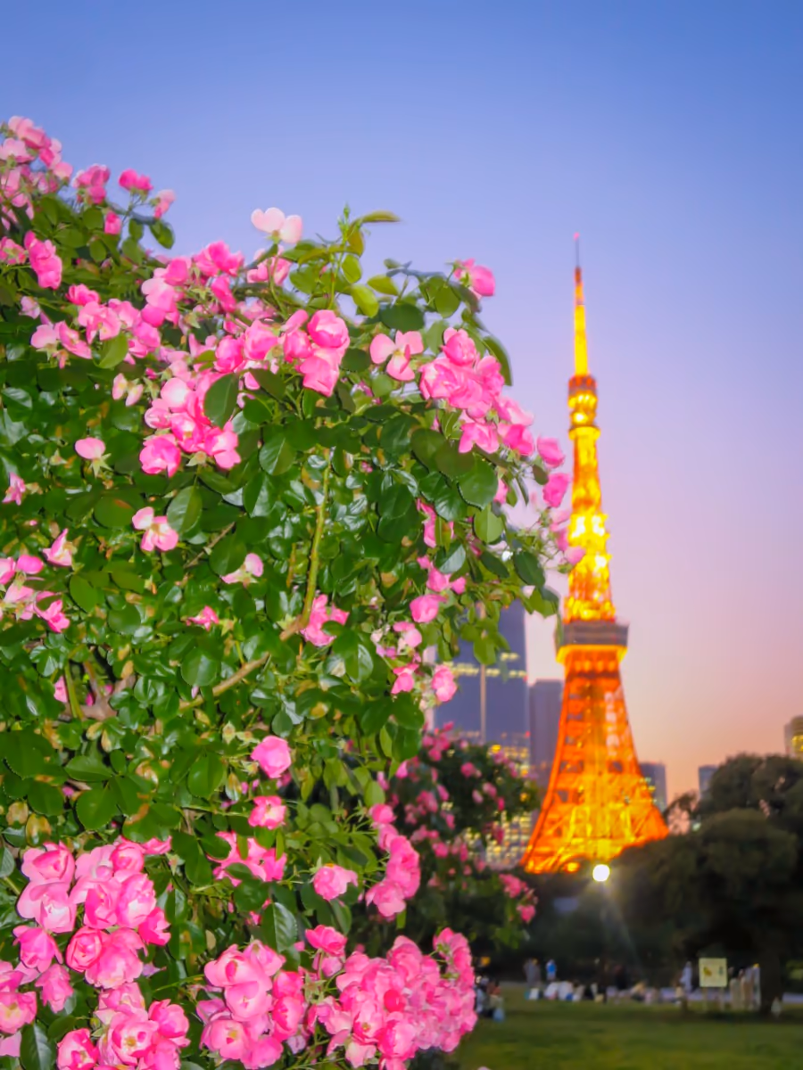 投稿写真：東京タワーとバラ